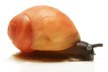 Archachatina marginata grevillei Cameroon juvenil
